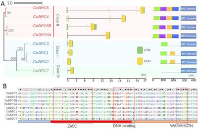 Genome-wide identification and characterization of BASIC PENTACYSTEINE transcription factors and their binding motifs in coconut palm